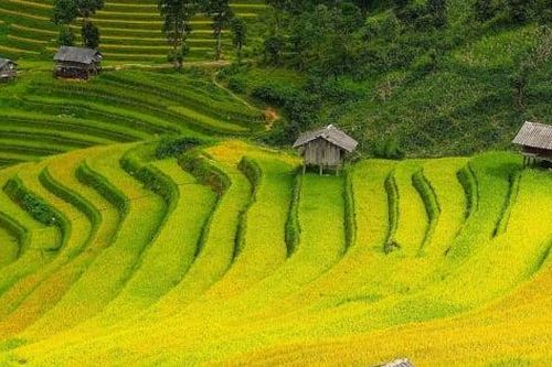 Tây Bắc rực rỡ mùa vàng