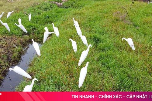 Tái diễn tình trạng săn bắt chim trời ở Đồng Tiến
