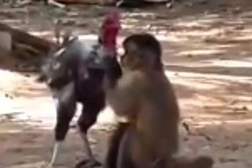 Tỷ thí võ nghệ: Khỉ giả vờ làm hòa, tung đòn khiến gà chọi gục ngã
