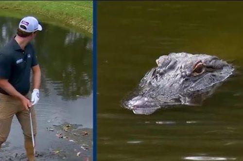 Khoảnh khắc cá sấu 'khủng' rình rập người chơi golf