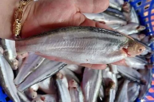 Loài cá nghe tên 'sởn gai ốc' nhưng lại là đặc sản giá cao ngất ngưởng