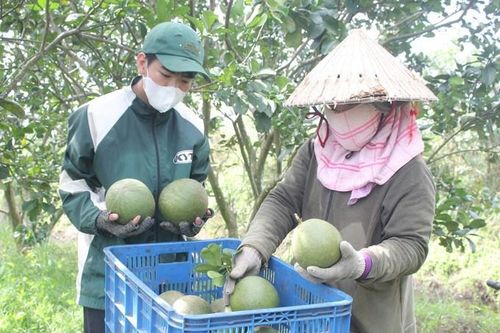 Bưởi Việt chinh phục Australia: Tiêu chuẩn cao, cơ hội lớn cho doanh nghiệp