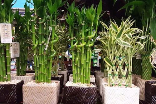 Đặt 5 loại cây này trong nhà, tiền bạc rủ nhau tìm tới