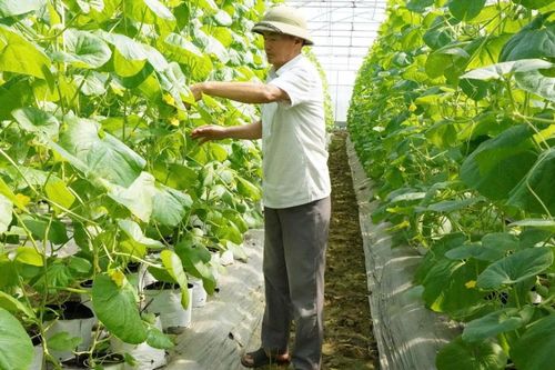 Bí quyết giúp một tác xã nông nghiệp thu hơn 10 tỷ đồng mỗi năm