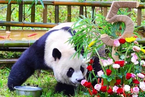 Trung Quốc: 'Quốc bảo gấu trúc' Qin Hua mừng sinh nhật 5 tuổi