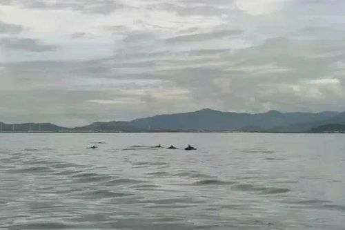Hơn 20 con cá heo bơi lội tung tăng trên vùng biển Hòn Cau