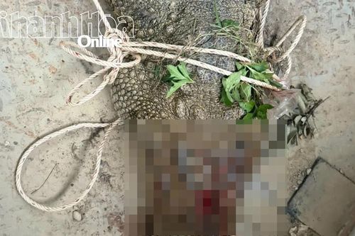 Công an xã Diên Lâm tiêu diệt cá sấu nghi tấn công nam thanh niên đi câu cá