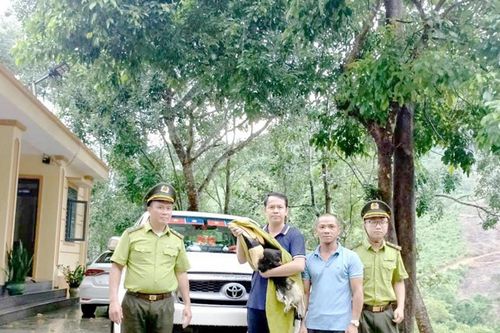 Quảng Trị: Người dân giao nộp cá thể chim Hồng hoàng quý hiếm