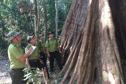 Vượt ngàn cây số đi theo tiếng gọi của rừng già