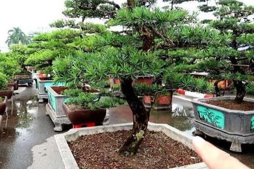 Trồng cây này trước cửa, nhà vừa yên bình vừa hút tài lộc – chuyên gia phong thủy khuyên ai cũng nên biết