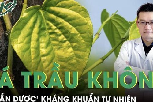 Lá trầu không: Từ miếng trầu đến 'thần dược' kháng khuẩn tự nhiên