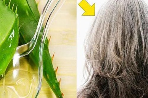 Loại lá có tác dụng phục hồi tóc hư tổn chỉ sau vài lần gội đầu