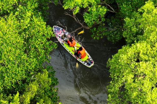 Chèo SUP giữa rừng đước, tận hưởng không gian xanh Cần Giờ