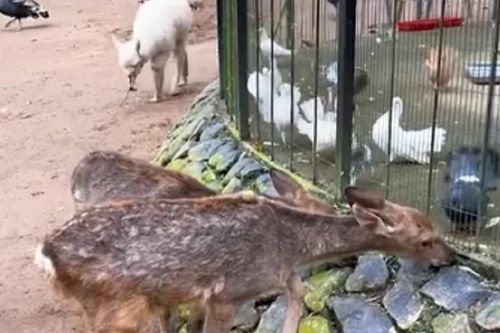 Hươu con gầy gò, liếm rêu vì đói ở Trung Quốc