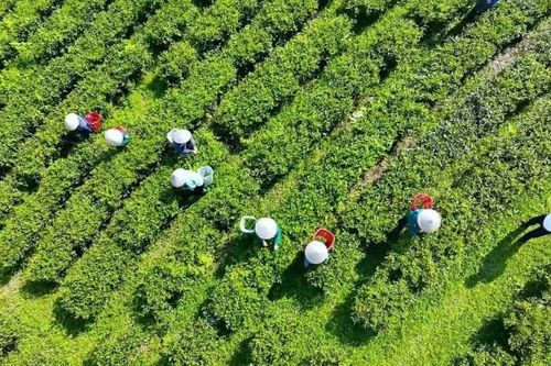 Chắt chiu hồn đất Tổ trong từng búp chè xanh