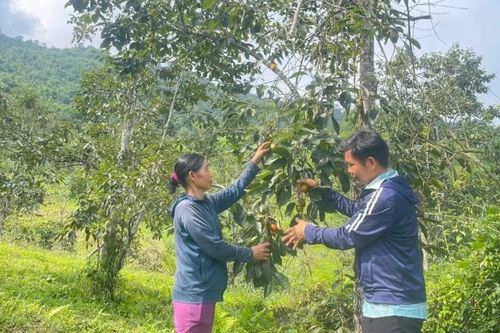 Tăng thu nhập từ cây hồng không hạt