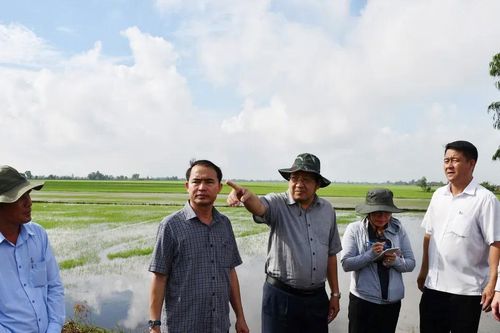 Hàng trăm ha lúa vùng Đồng Tháp Mười có nguy cơ mất trắng
