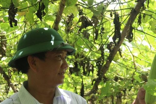 Hợp tác xã kiểu mới thu chục tỷ mỗi năm, mở hướng làm giàu từ trồng rau VietGAP