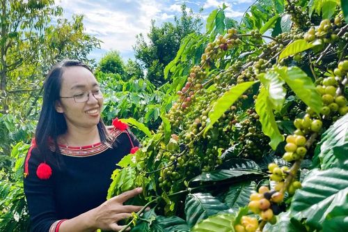 Cà phê xanh, chìa khóa giảm nghèo bền vững vùng dân tộc thiểu số Đắk Lắk