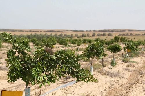Hi vọng từ trồng trọt trên sa mạc