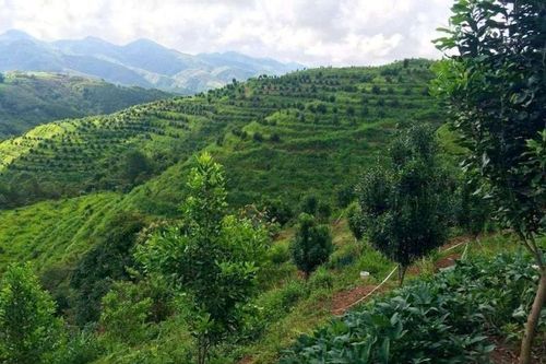 Giữ 'lá phổi xanh' trên biên giới Lai Châu