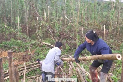 Những đồi keo xanh bạt ngàn bị bão đánh xác xơ
