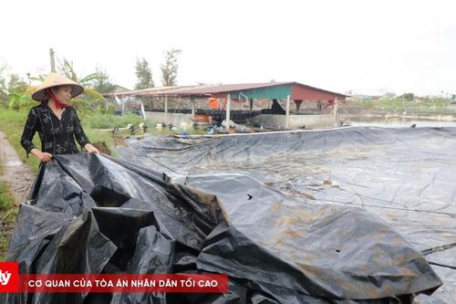 Sau bão, người nuôi tôm ven biển Nghệ An trắng tay
