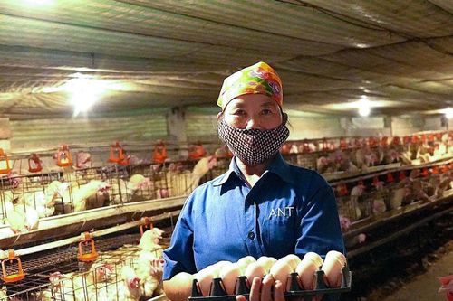 Sức bật từ phong trào nông dân Nghệ An thi đua sản xuất, kinh doanh giỏi