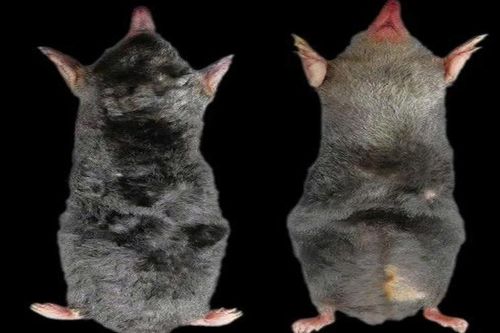 Phát hiện loài chuột chũi mới ở khu vực Khu Bảo tồn thiên nhiên Pù Luông