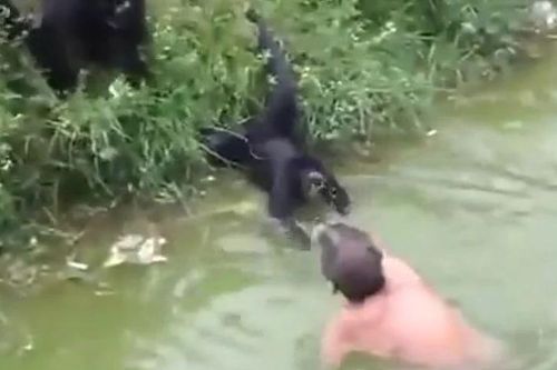 Say rượu trèo vào chuồng trêu khỉ, người đàn ông phải đi bệnh viện cấp cứu