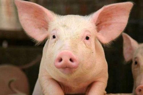 Giá heo hơi ngày 14/10/2025: Duy trì ổn định, chỉ giảm nhẹ tại một số địa phương