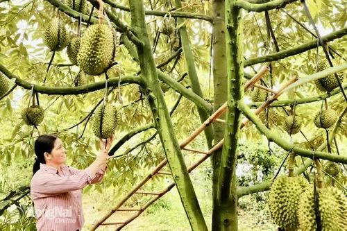 Kỷ niệm 95 năm Ngày thành lập Hội Nông dân Việt Nam (14-10) Xây dựng đội ngũ nông dân chuyên nghiệp