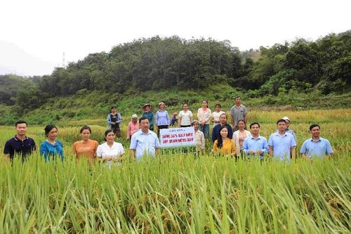 Hội nghị đầu bờ, tổng kết lớp tập huấn thực hành ứng dụng quản lý sức khỏe cây trồng tổng hợp IPHM trên cây lúa năm 2025