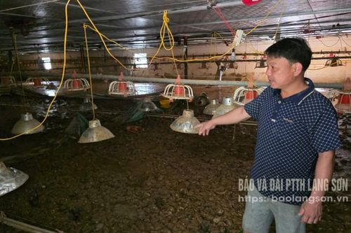 Sớm khôi phục chăn nuôi sau bão