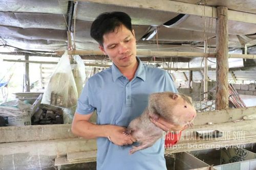 Triển vọng từ con dúi