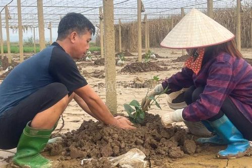 Nam Cường nỗ lực khôi phục vùng rau sau thiên tai