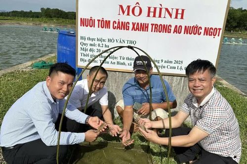 Triển vọng từ mô hình nuôi tôm càng xanh trong ao