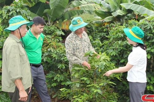 Canh tác cà phê thích ứng với biến đổi khí hậu