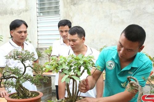 Sức hút từ thú chơi cây cảnh – bonsai
