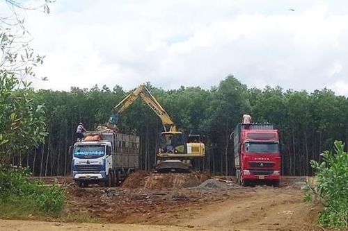 Kiên quyết xử lý trạm cân kiểm, thu mua cây gỗ keo trái phép trên đất rừng sản xuất