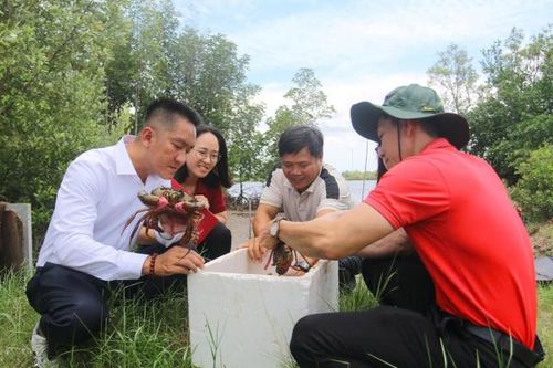 Agribank tiếp sức người nuôi cua Năm Căn Cà Mau