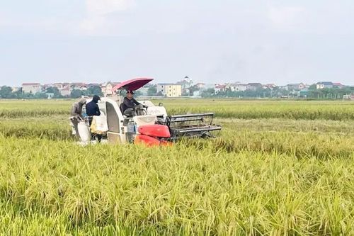 Hà Nội thu hoạch gần 90% lúa mùa