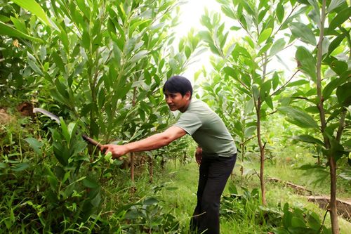 Toàn tỉnh trồng mới hơn 176 ha rừng
