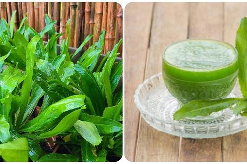 Nước lá mùi tàu có tác dụng chữa bệnh gì?