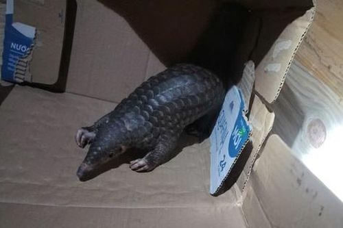 Người dân bất ngờ phát hiện động vật quý hiếm nhóm IB trên mái nhà