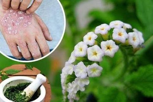 Sử dụng cây vòi voi chữa bệnh thế nào cho đúng?