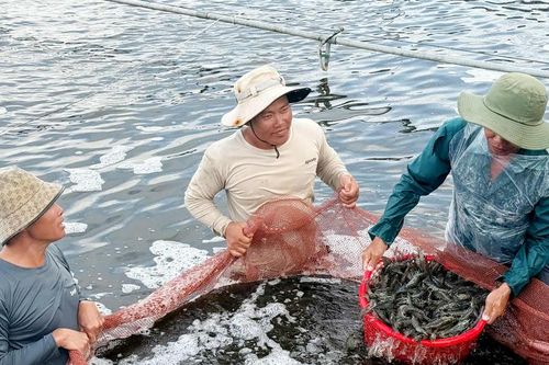 Cà Mau: Từ 'thủ phủ' thủy sản đến trung tâm năng lượng tái tạo của cả nước