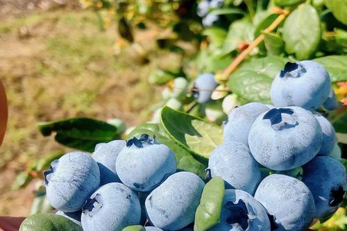 Việt Nam - điểm đến mới nhất của trái việt quất Australia