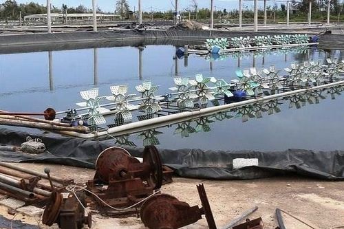 Sau mưa bão, người nuôi tôm ở Nghệ An mất trắng vụ mùa