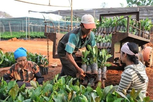 Tạo đà bứt phá cho ngành trồng trọt (Bài 1): Nhiều dư địa để tăng trưởng